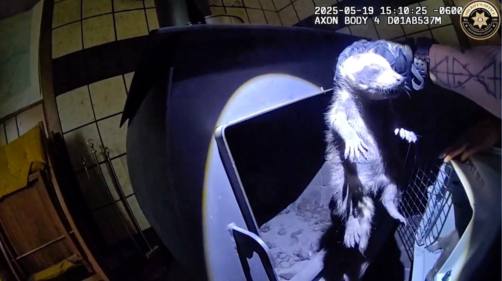 Animal control officers rescuing a raccoon from a wood stove.