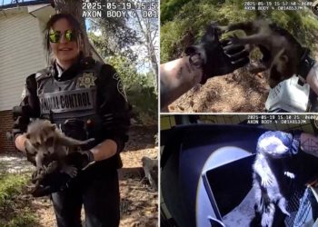 Raccoon family’s stay at a ‘temporary Airbnb’ cut short by animal control, adorable video shows