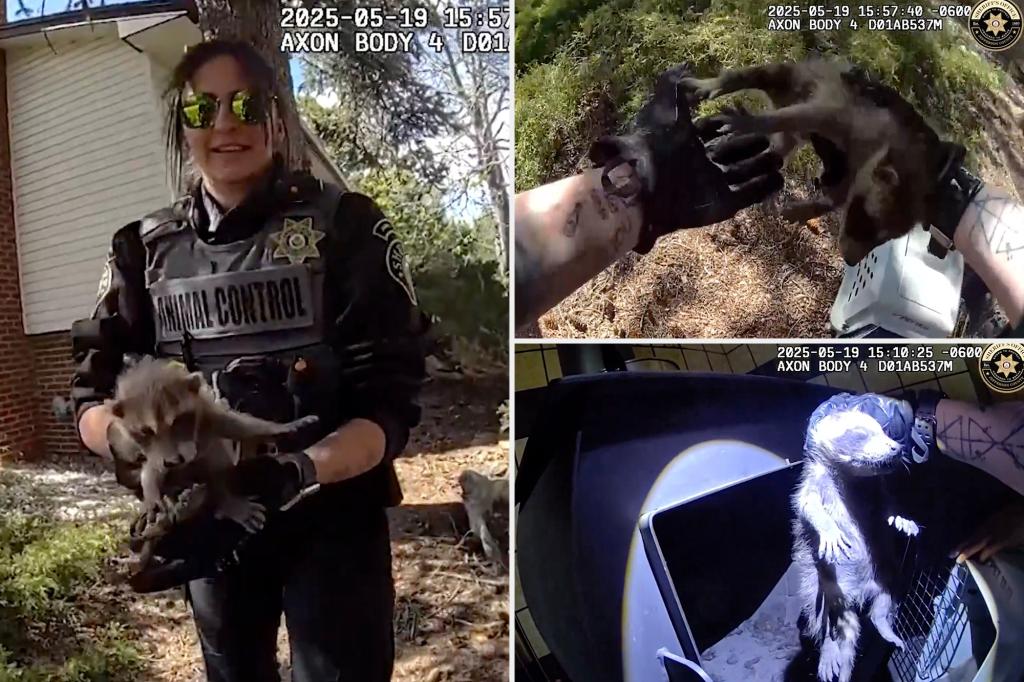 Raccoon family’s stay at a ‘temporary Airbnb’ cut short by animal control, adorable video shows