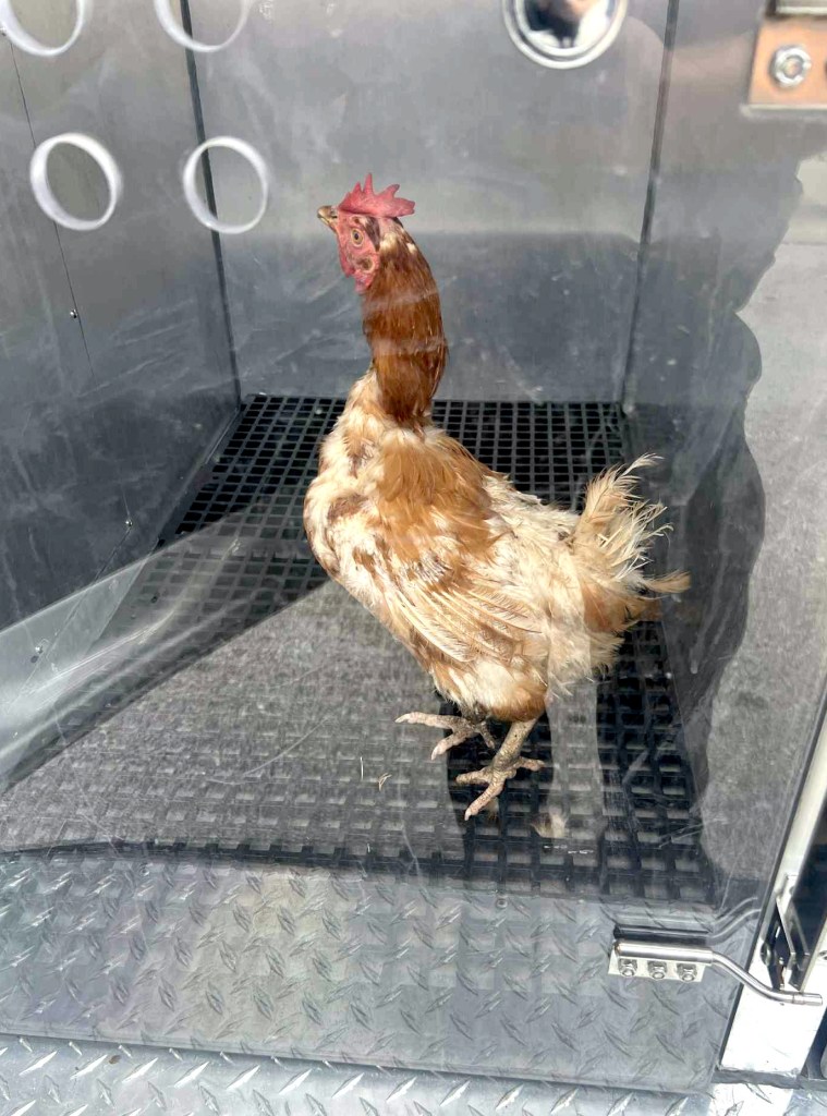 The “poor, confused” chicken was rescued by the Animal Rescue League of Iowa at a Des Moines franchise of the sports bar themed restaurant. 