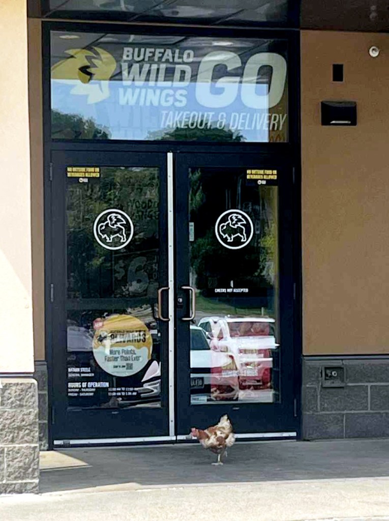 A wayward hen ended up wandering to the front door of an Iowa Buffalo Wild Wings, according to an animal rescue organization. 