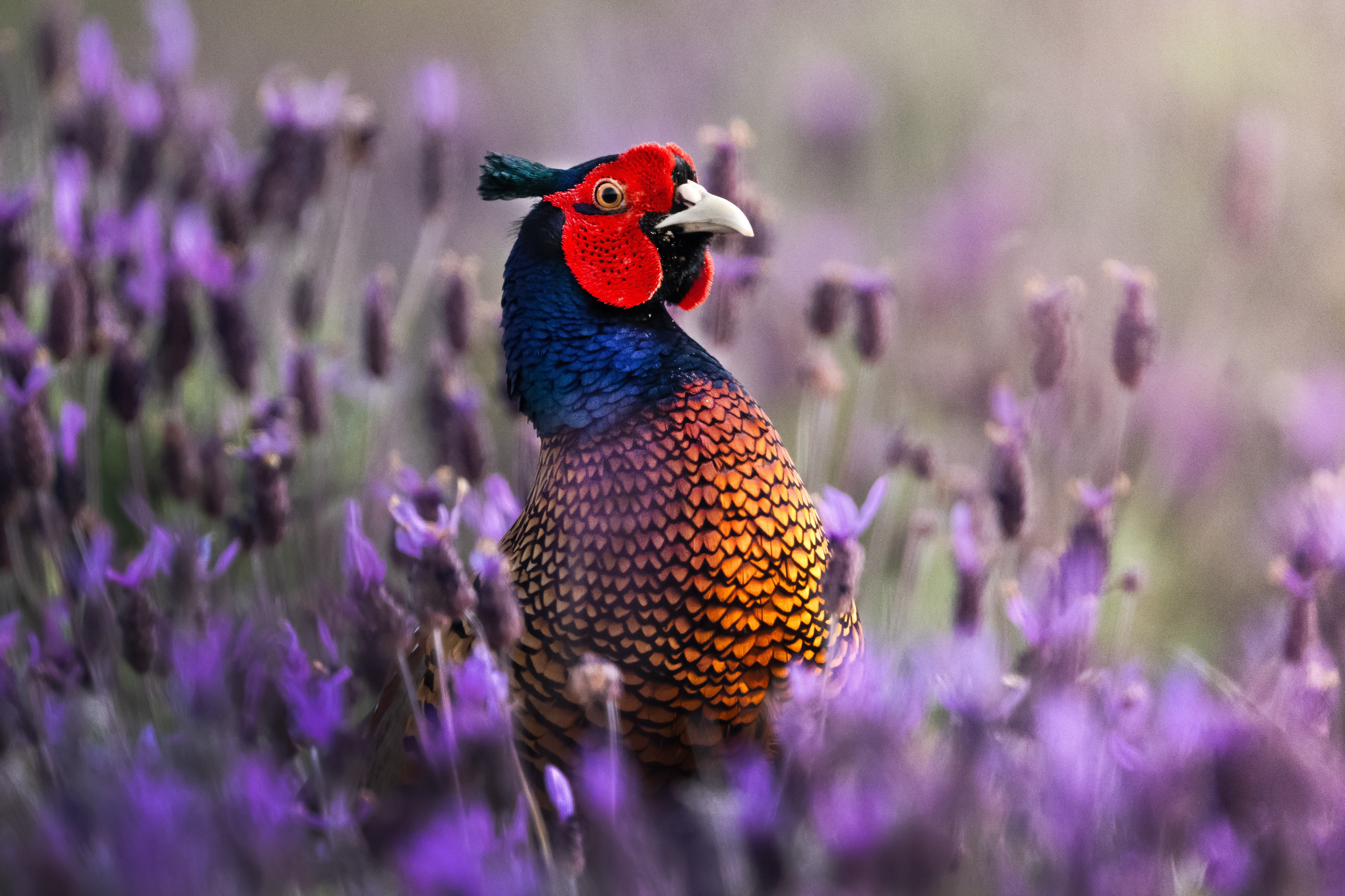 A colorful pheasant stands in a field of lavender flowers.