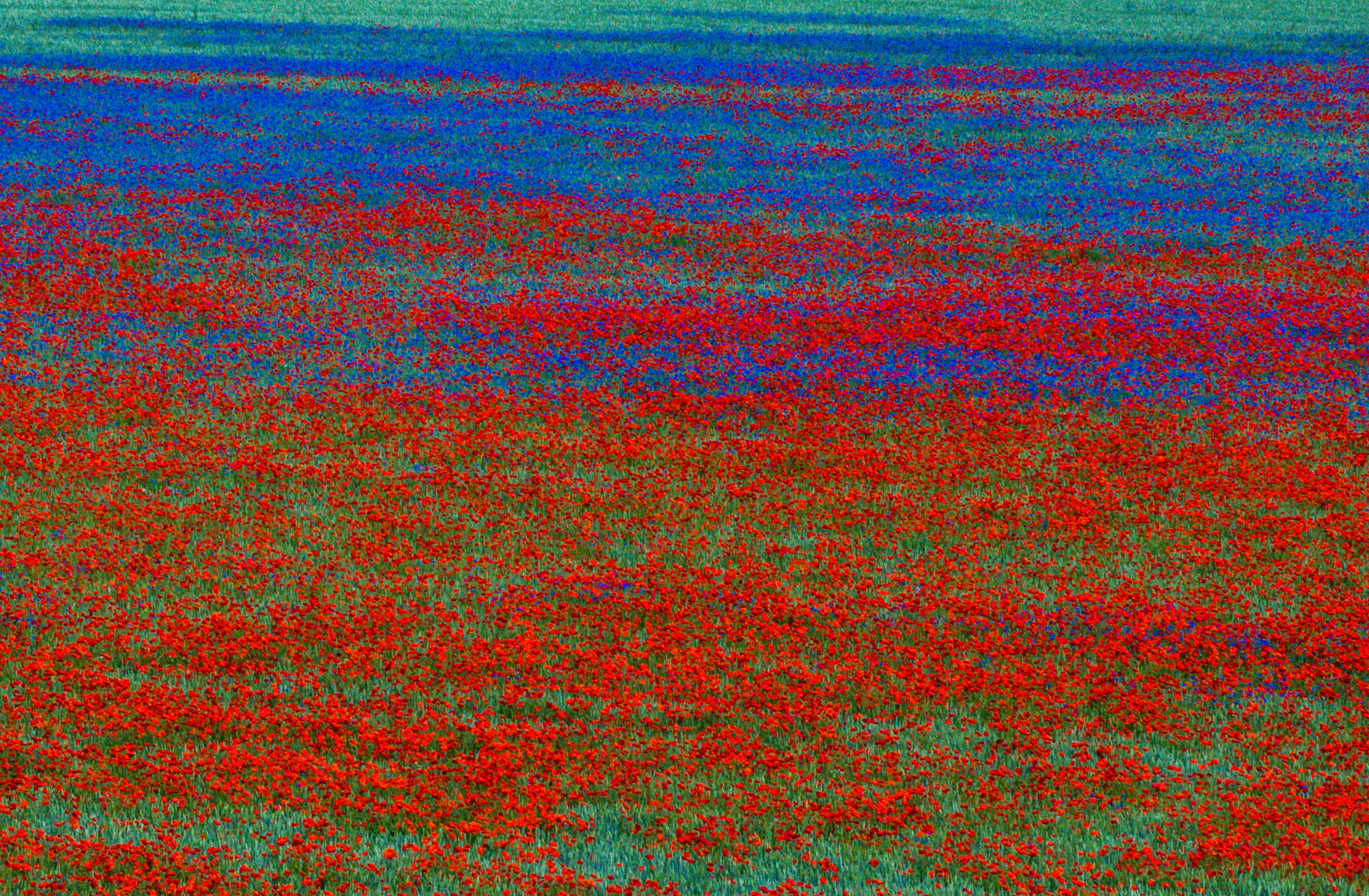 An aerial view of a broad flat plain, covered in red and blue flowers.