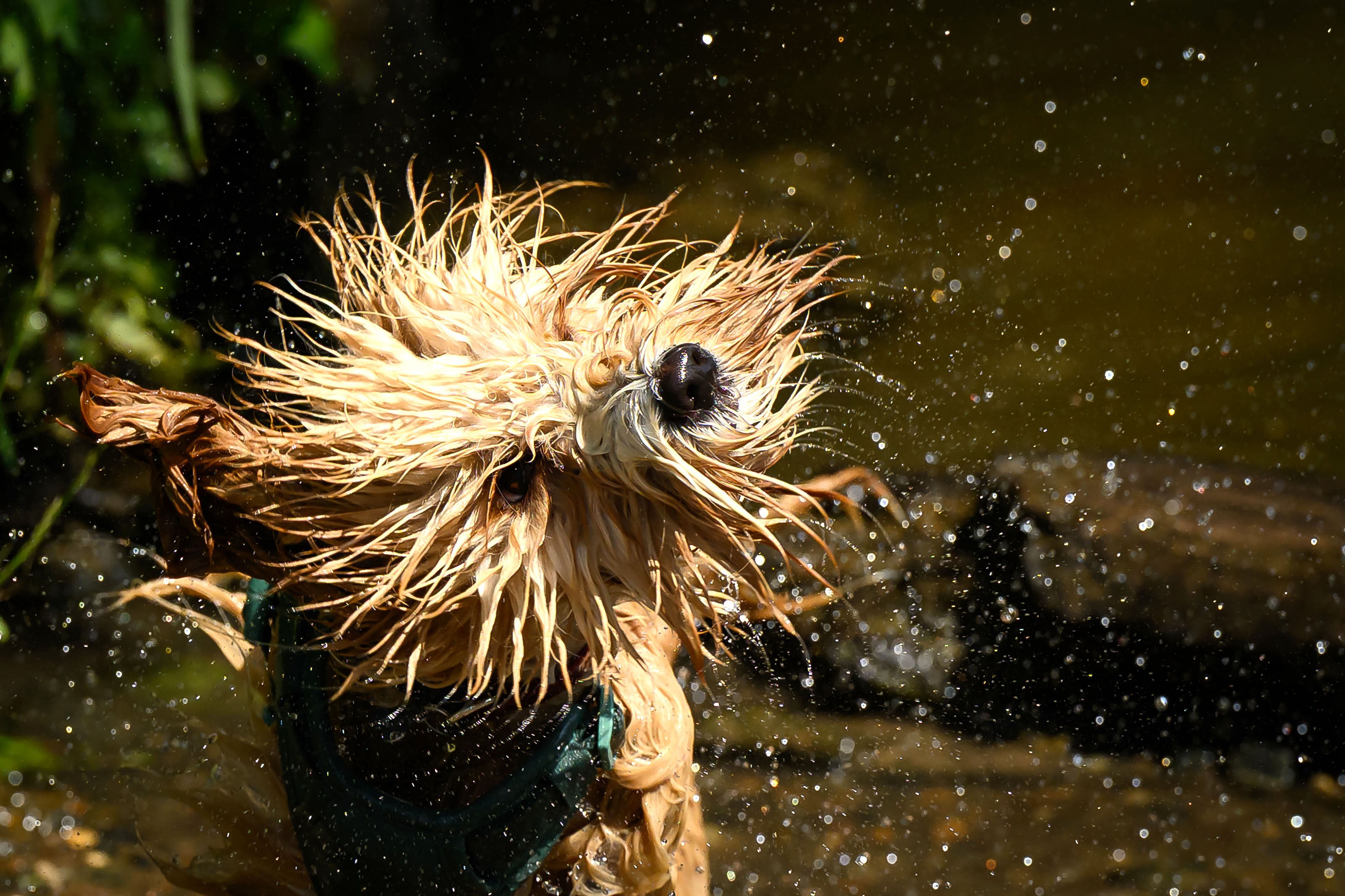 A dog shakes the water from its fur after swimming in a pond.
