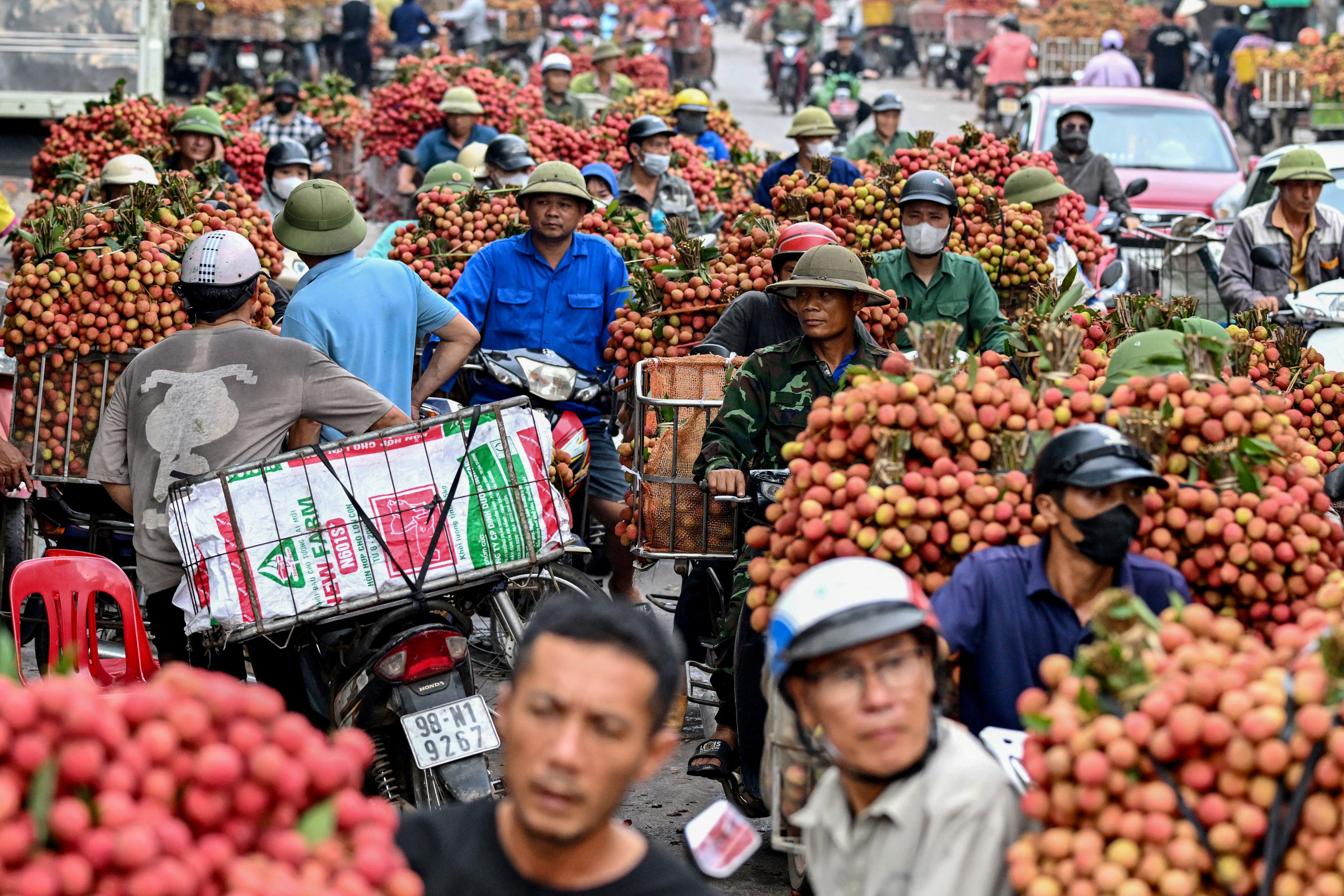 Dozens of people crowd a street, riding motorcycles that are carrying large bundles of lychees.