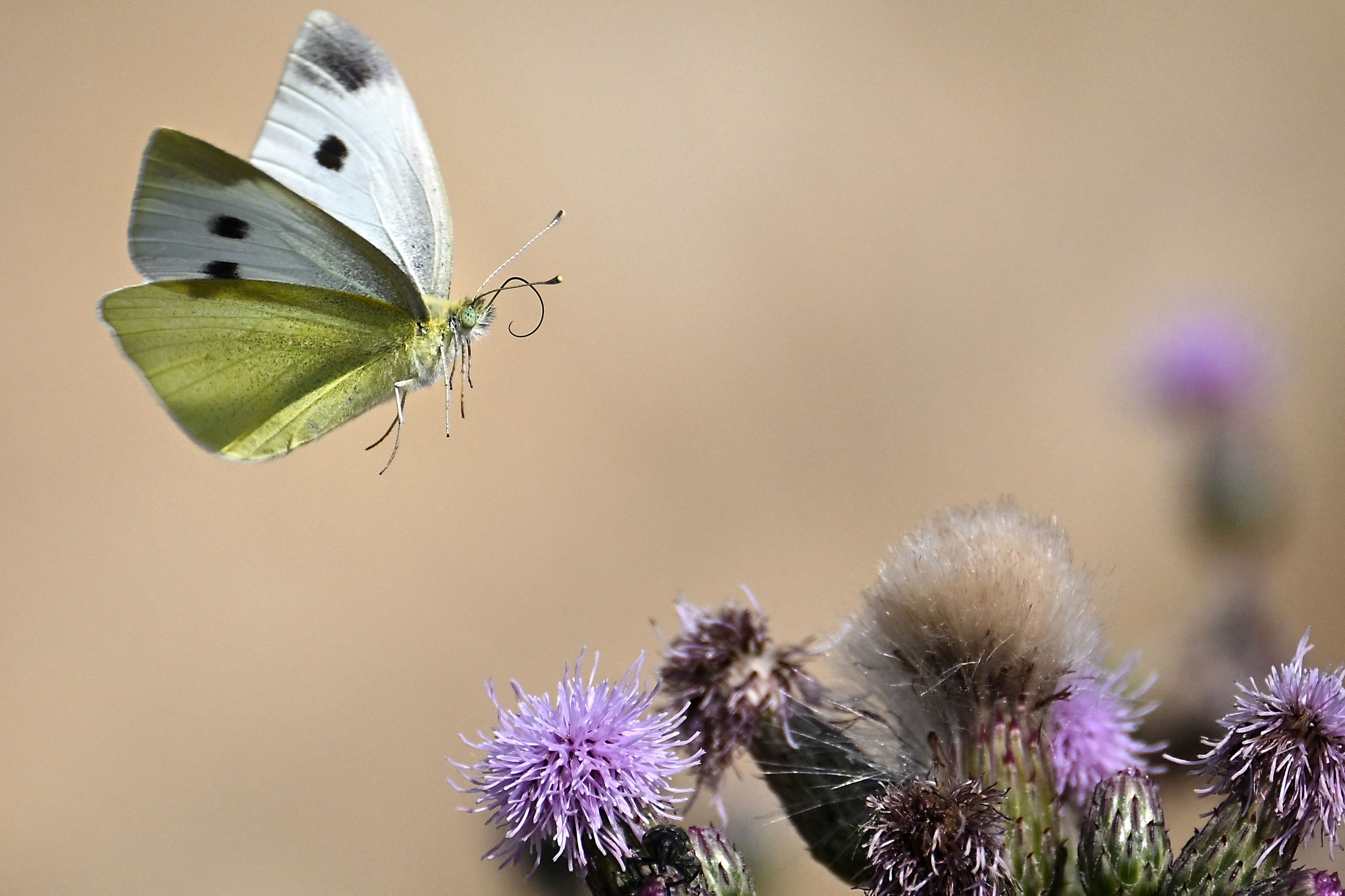 A butterfly flutters above wildflowers.
