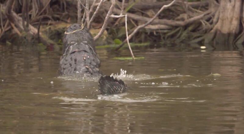 An alligator featured in a video produced for a proposed illegal migrant detention center in Florida