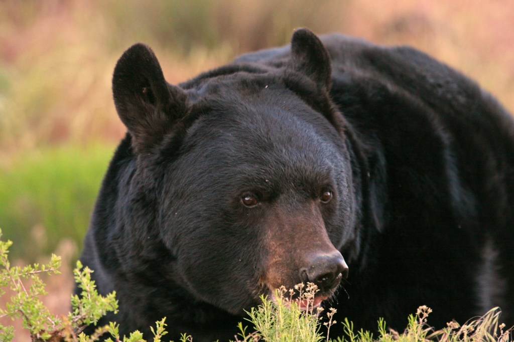 An undated photo of a black bear in Utah.