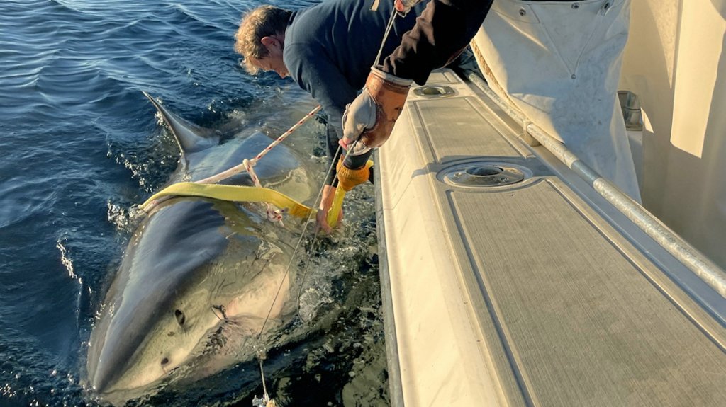 OCEARCH's tracking of Contender has also provided valuable data about great white shark migration patterns. 