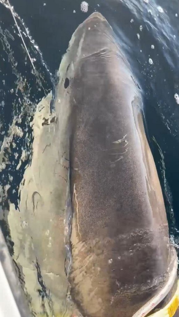 The ongoing monitoring of Contender and other sharks contributes to both conservation efforts and public safety by providing real-time data about shark movements and behavior patterns. 