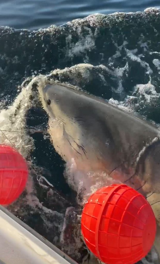 Scientist tag the 14 foot great white shark, Contender, in the Atlantic Ocean.