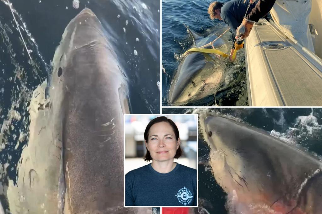 Scientist tracking ‘biggest ever’ great white shark Contender reveals how to escape close encounter