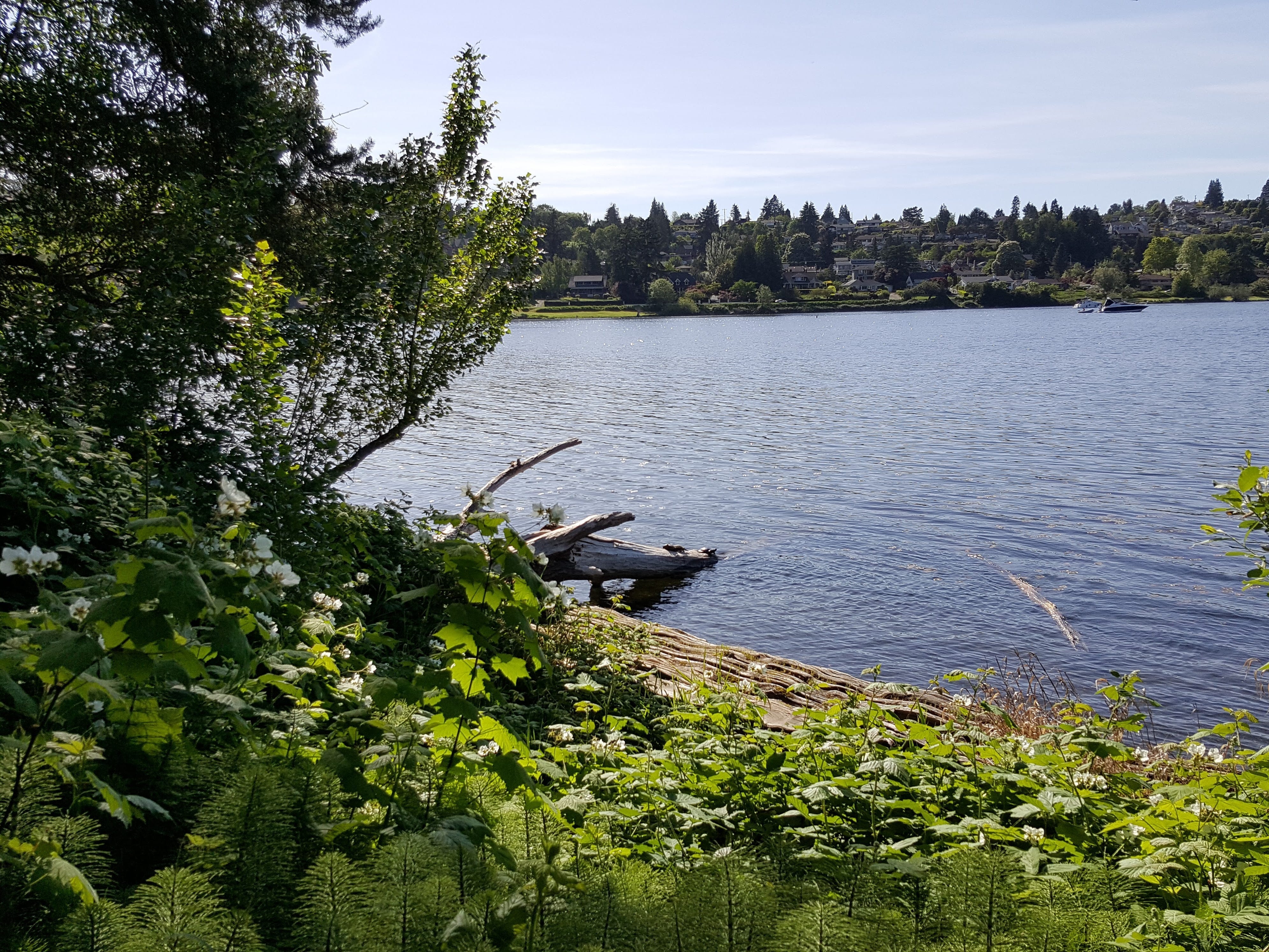 The author's view of a body of water from Seward Park in Seattle. The edges of the frame are surrounded by greenery.