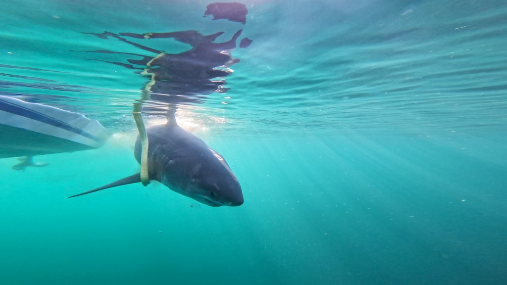 Underwater photo of an 11-foot great white shark, Dold, tagged by OCEARCH.