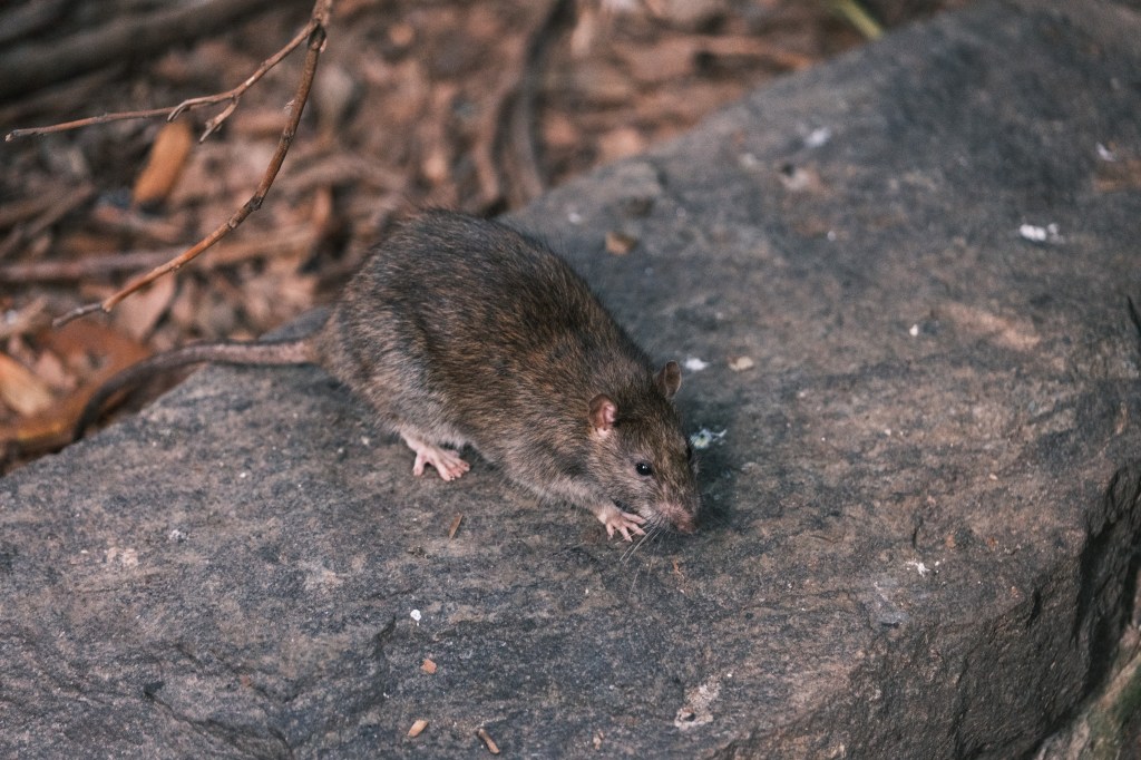 Rat on a rock.