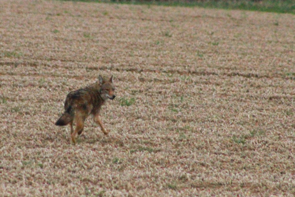 A coyote seen in Suffolk County in 2024.