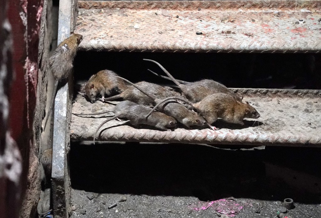 A general view of rats near garbage cans and garbage bags in front of an apartment building on W49th Street in New York, NY on July 6, 2023. 