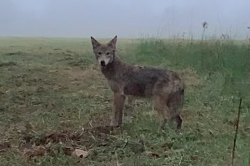 A coyote spotted in North Sea, Long Island on May 2, 2024.