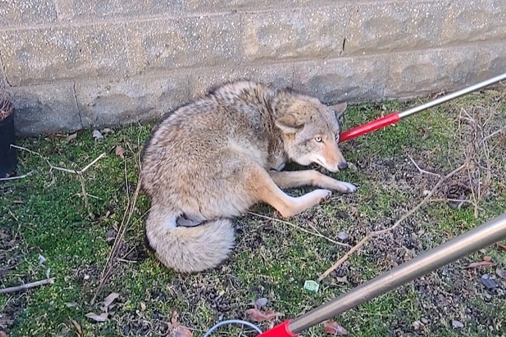 A coyote seen in Floral Park, Queens in 2023.