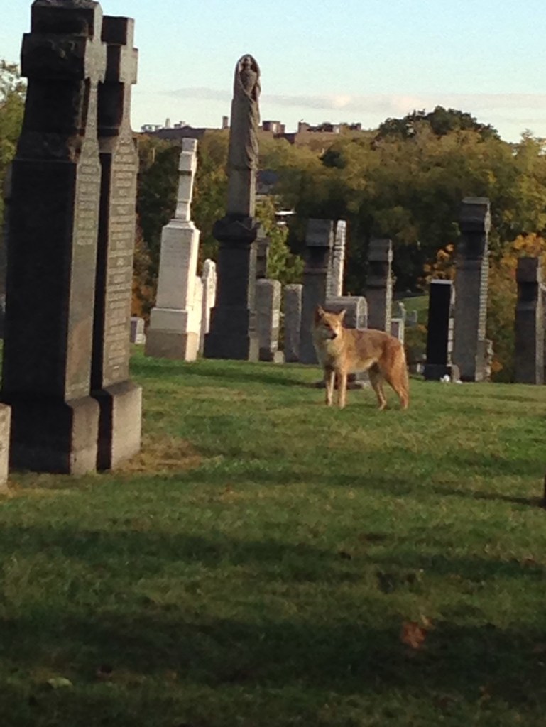 A coyote in Calvary Cemetery in Long Island City, Queens.