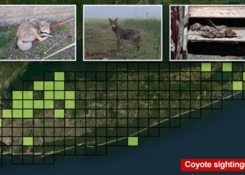 Coyotes are invading Long Island — partly thanks to this surprising talent and NYC rats