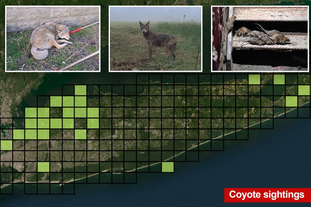 Coyotes are invading Long Island — partly thanks to this surprising talent and NYC rats