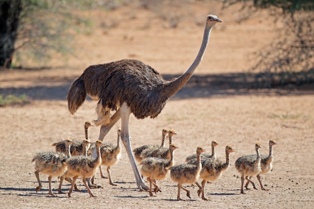Female ostrich with chicks in the Kalahari desert.