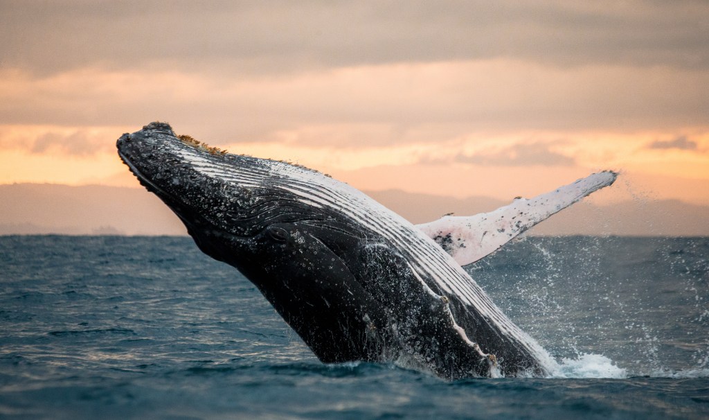 Humpback whale breaching in Madagascar at sunset.