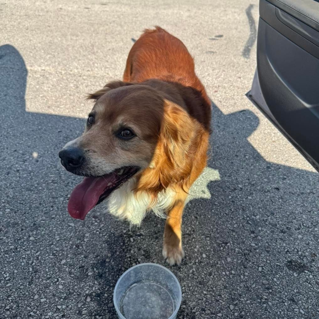 Krohn was going for a walk along Horicon Marsh Tuesday evening when she encountered the petrified golden retriever, who looked dehydrated. 