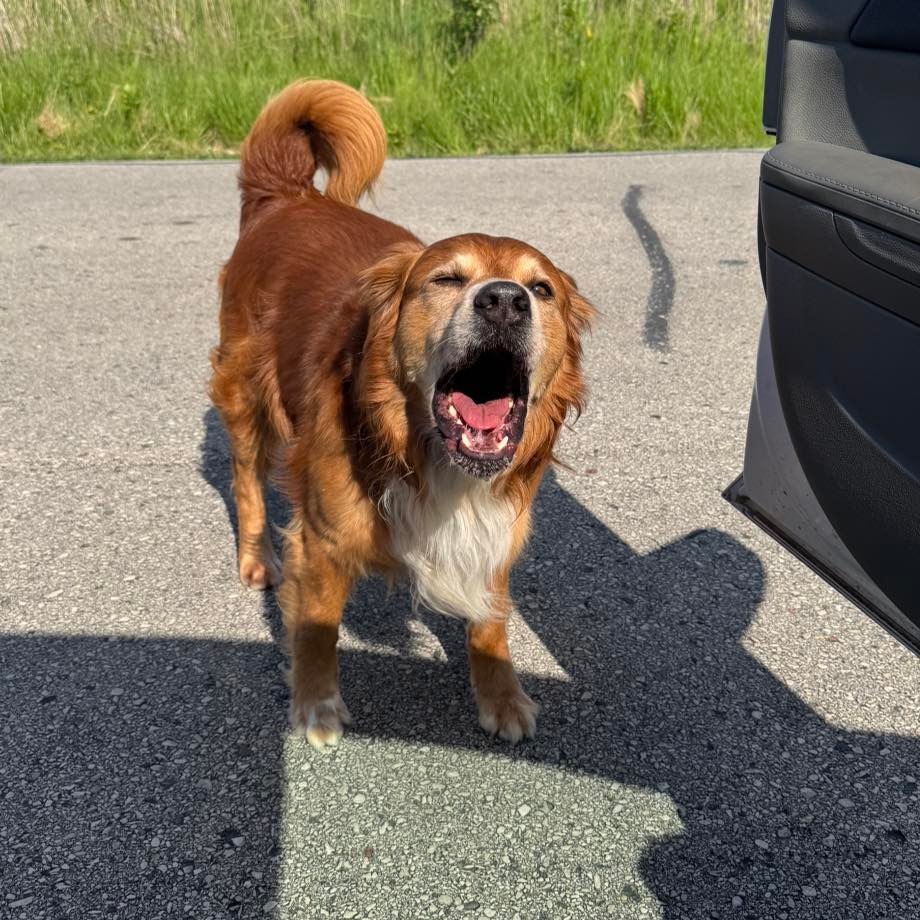 She took the dog to the Dodge County Humane Society, which told her she needed to take the canine to a local official.