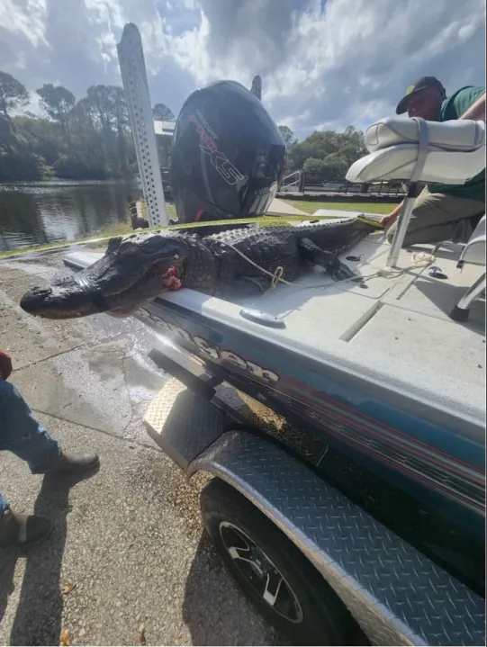 Alligator on a boat after attacking a kayaker.