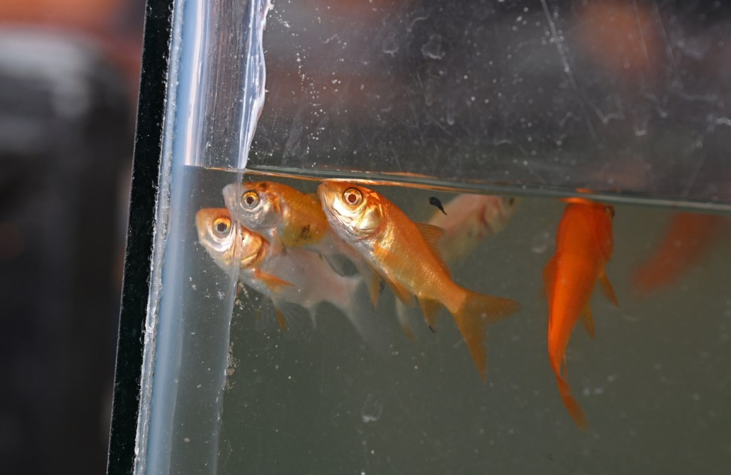 Goldfish in a small aquarium.