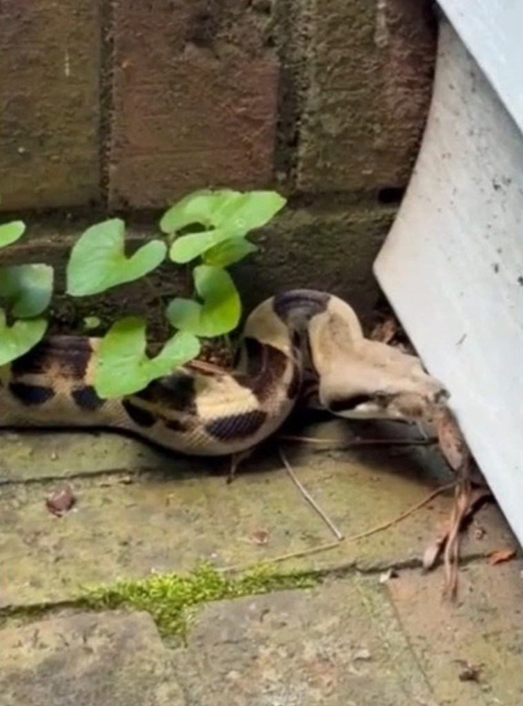 Boa constrictor found hiding under a drive-thru window.
