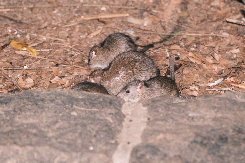 Rats.