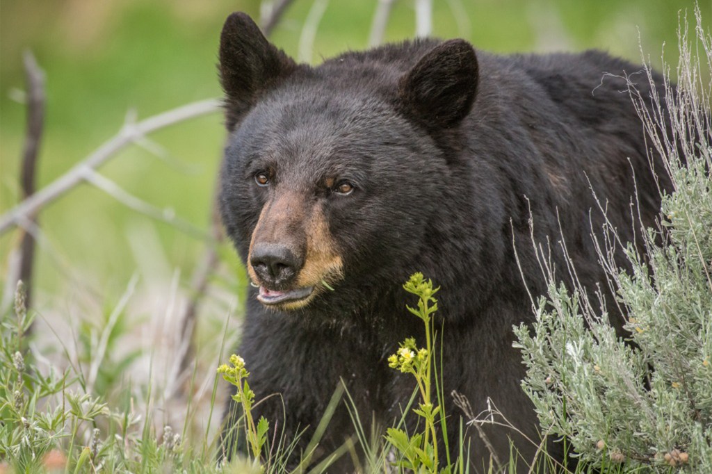 Black bear in California.