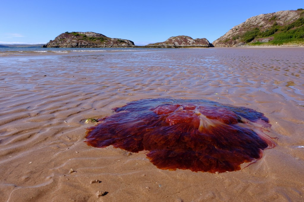 Stranded lion's mane jellyfish on a sandy beach.