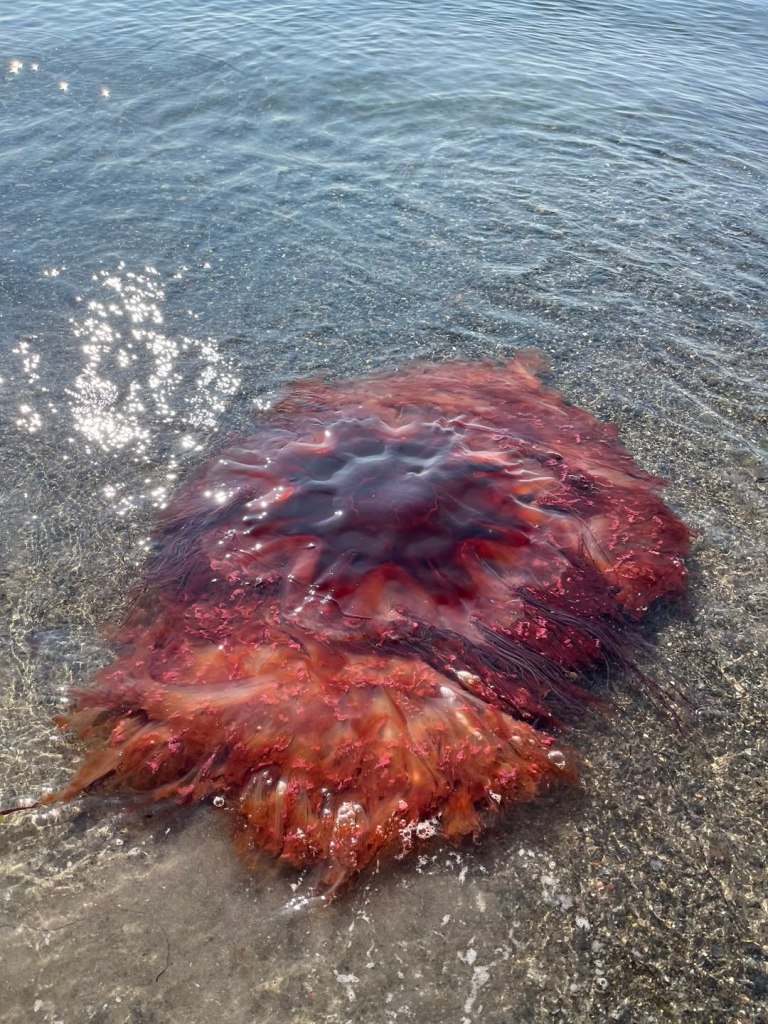 Lion's mane jellyfish washed ashore.