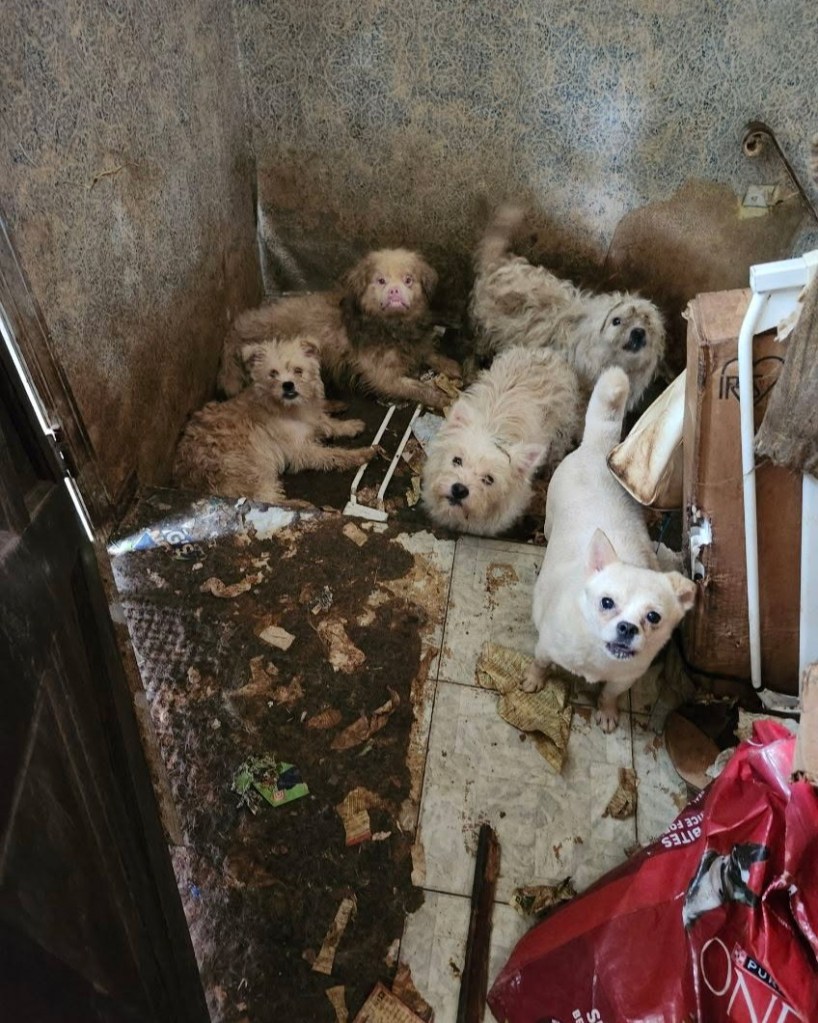 Most of the dogs appeared to be sick, according to the ACC.