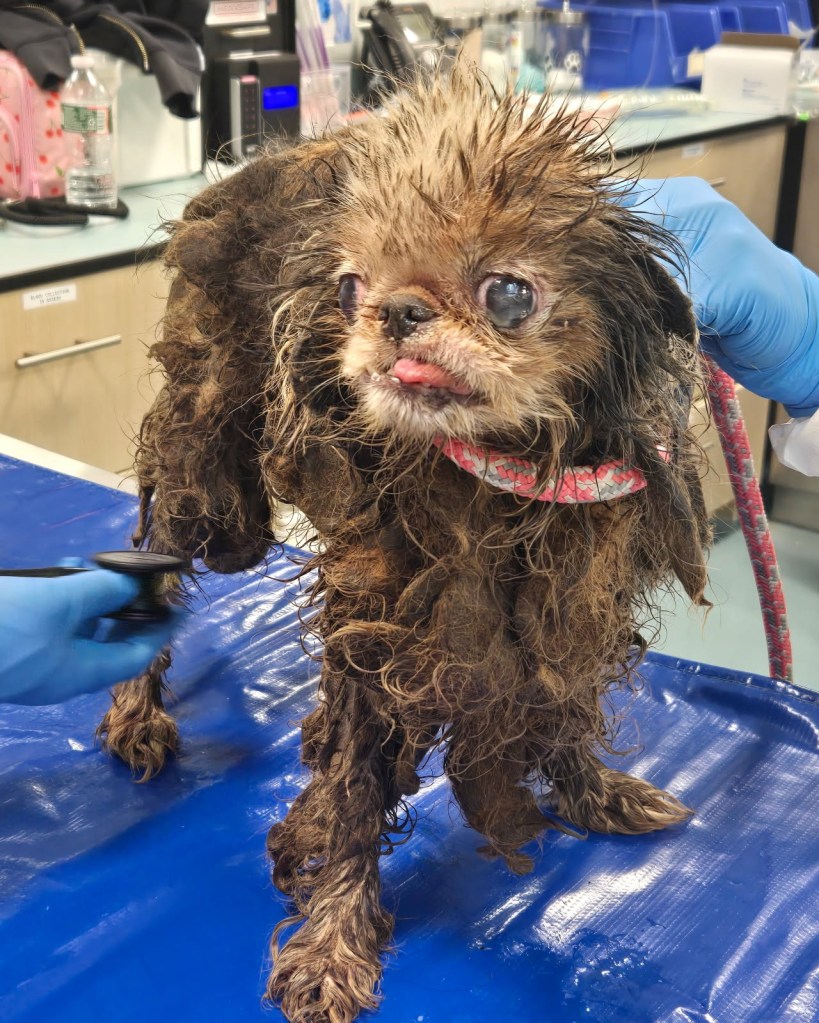 More than 80 dogs were found living in the Brooklyn home.