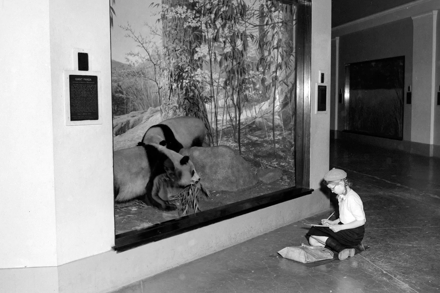 A young girl sits on floor in front of the pandas display, writing in a notebook, in this historic photograph.