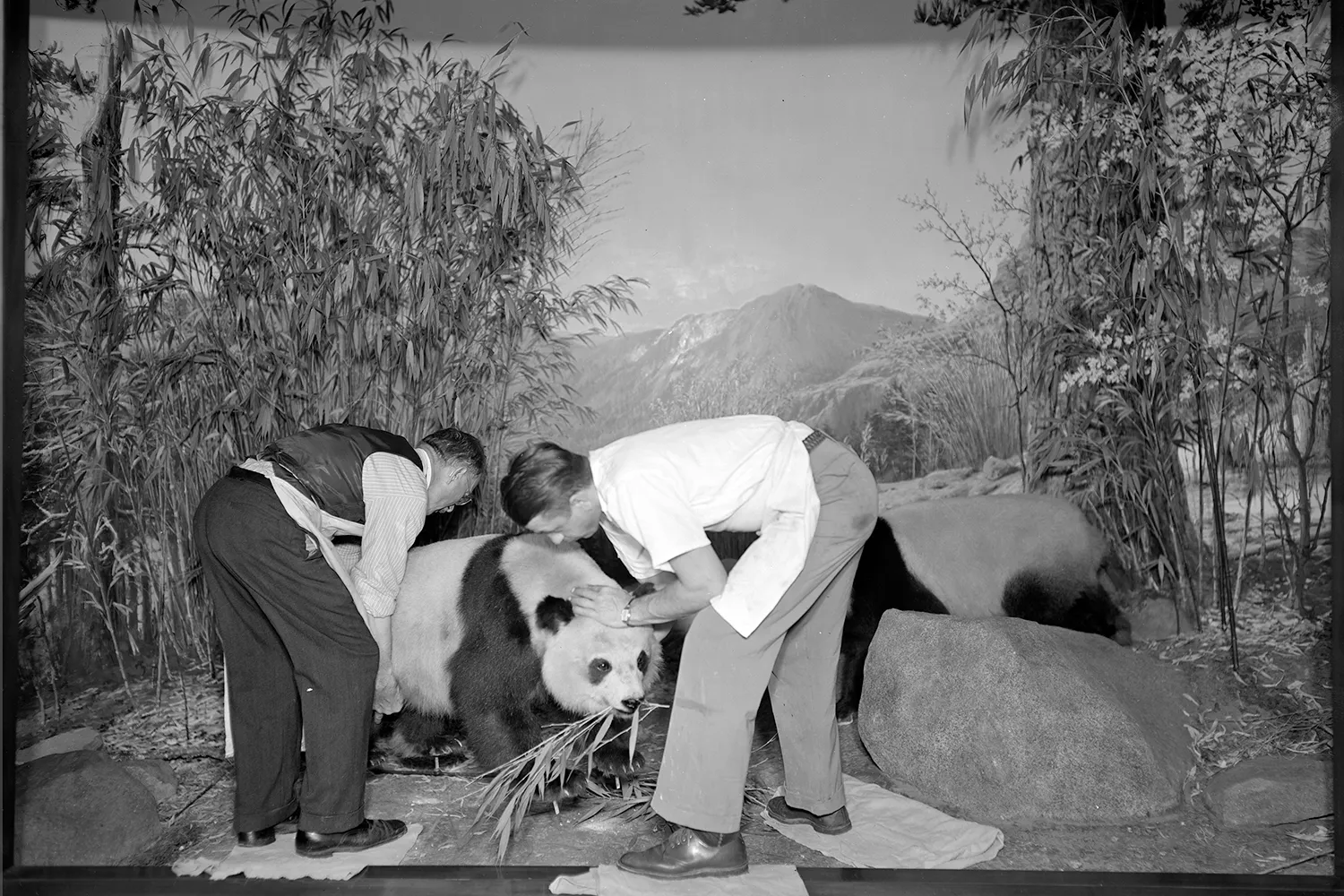 Taxidermists work on a giant panda display in a museum.