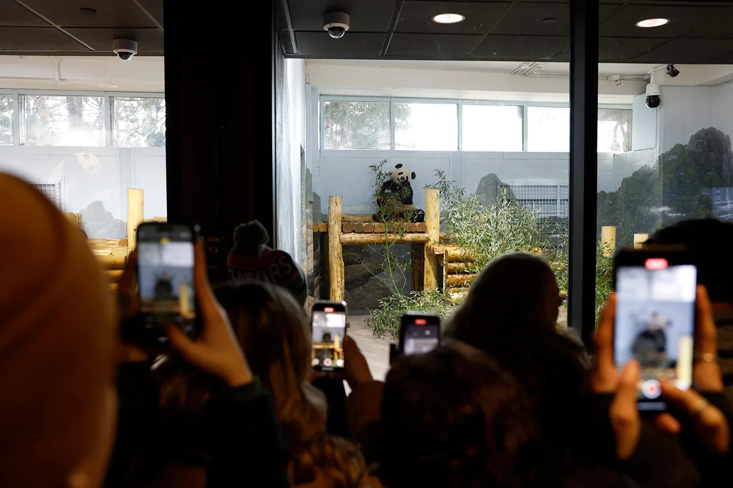 Visitors photograph a giant panda in his enclosure with their phones.
