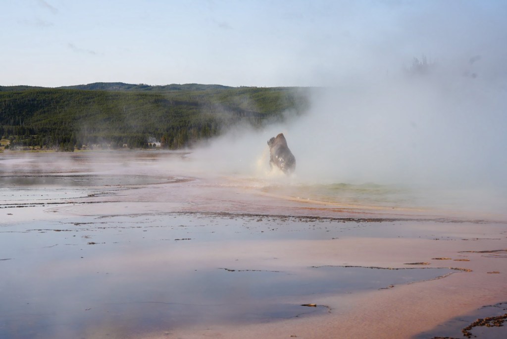 The bison leaps in the air after feeling the hot water.