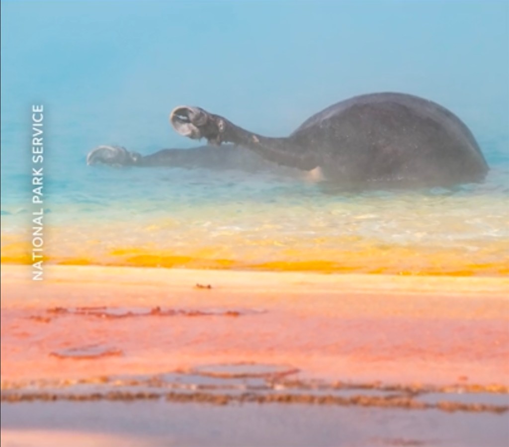 A dead bison lies in a hot spring.