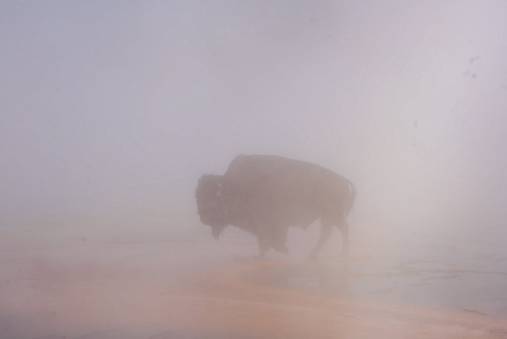 The bison moments before its death.