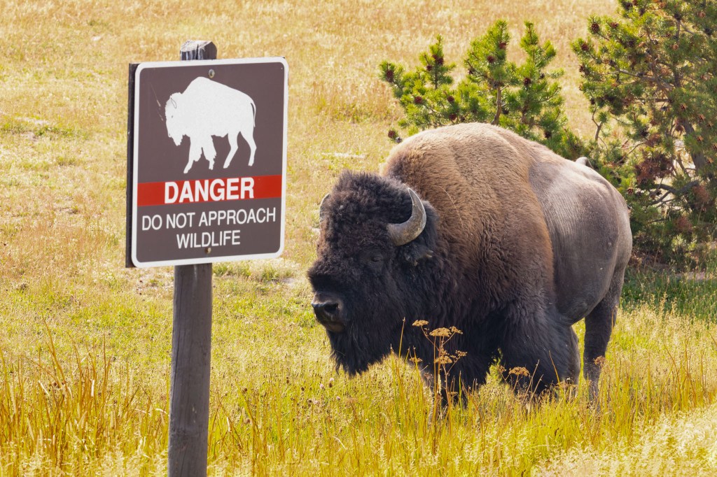 Bison and danger sign in Yellowstone National PArk