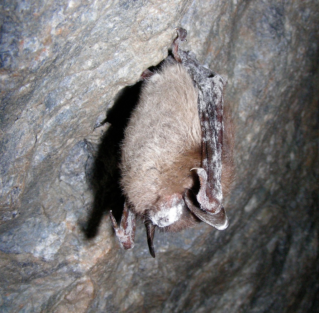 Bat with white-nose syndrome.