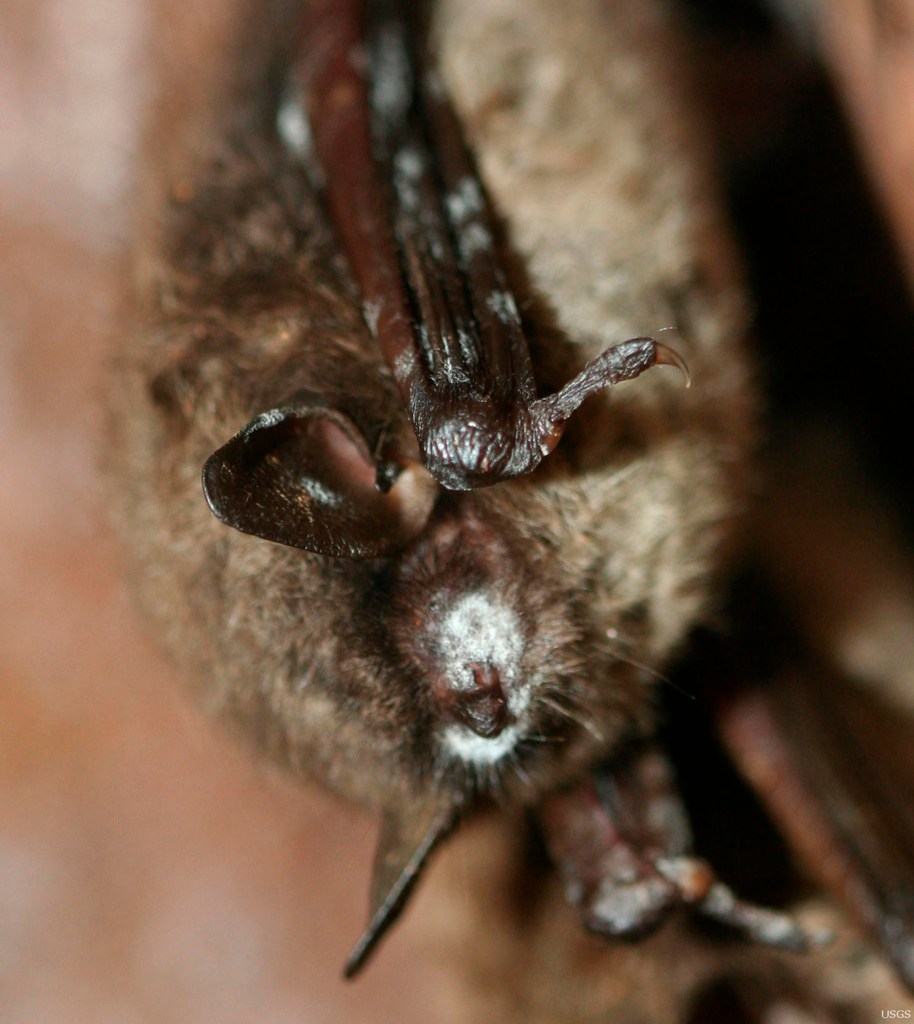 Close-up of a hibernating brown bat with white-nose syndrome.
