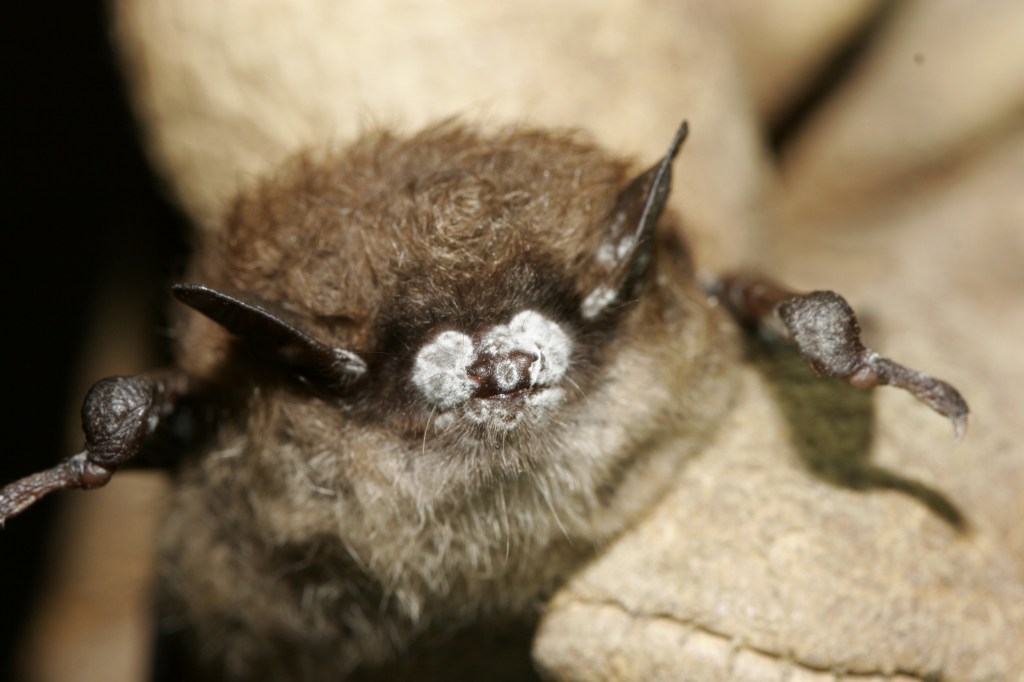 Close-up of a bat with white-nose syndrome.