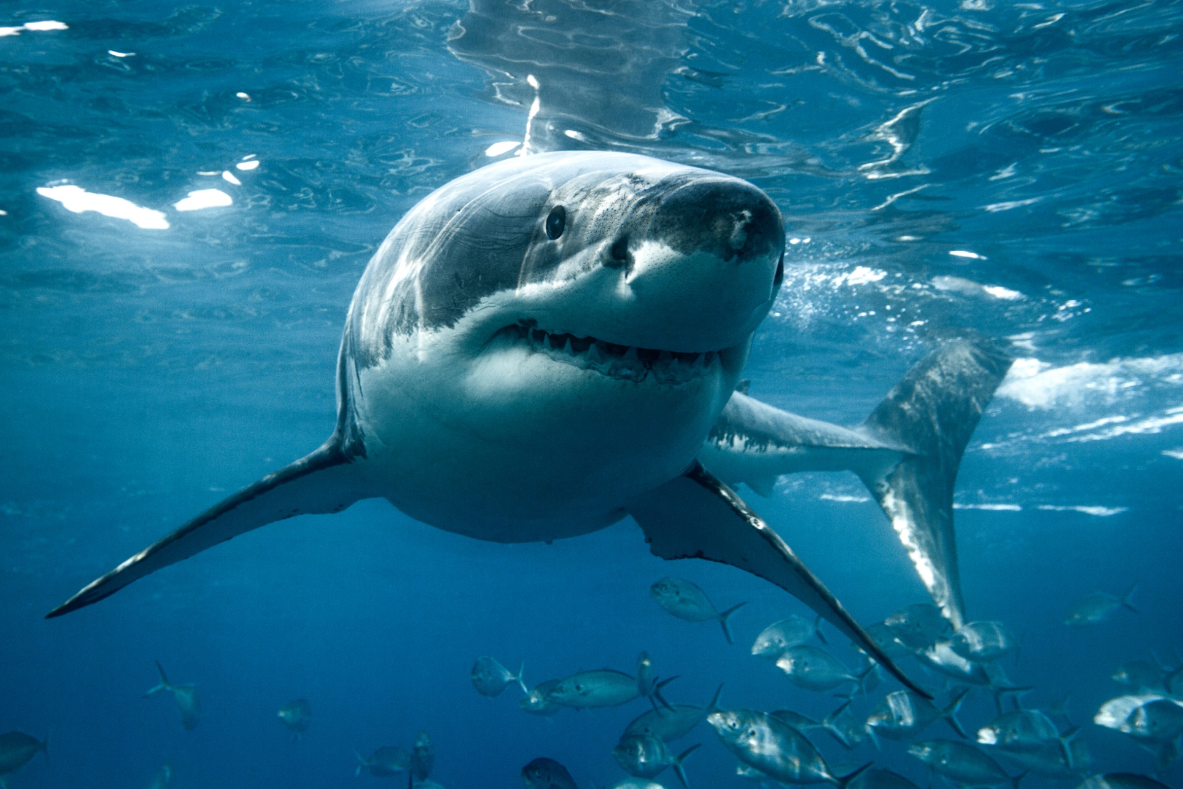 shark swimming toward camera